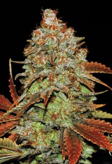 Auto Bubble Gum Cannabissamen