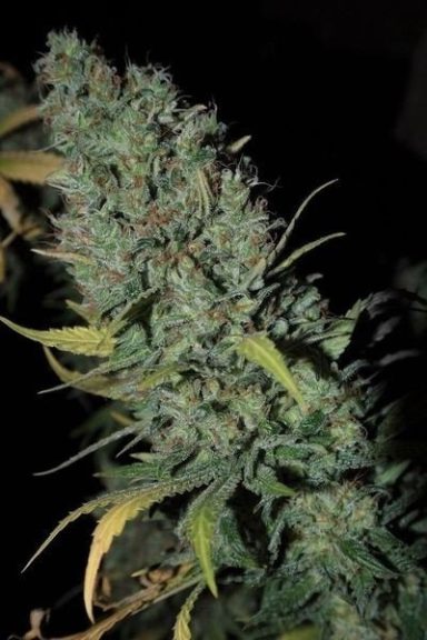 Strawberry Amnesia Haze Cannabissamen