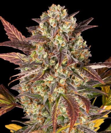 Auto Amnesia Haze Cannabissamen