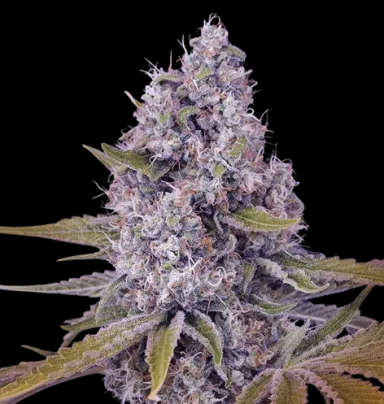  Cannabissamen